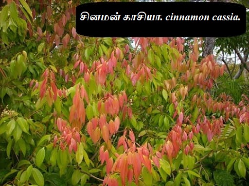 Cinnamomum cassia Tree